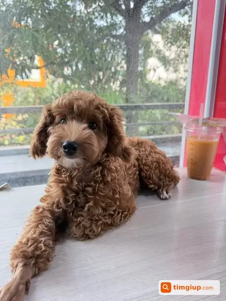 Chó Phô Mai 3kg Thất Lạc Khu Vực Cao Viên, Thanh Oai