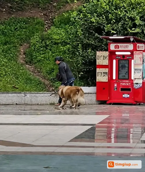 Cảnh Báo Chó Bị Bắt Ngồi Chờ Khách Chụp Ảnh Tại Đà Lạt