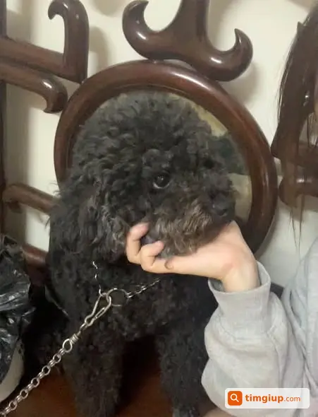Poodle Đen 8kg Thất Lạc Tại Yết Kiêu, Hà Đông Ngày 6-10