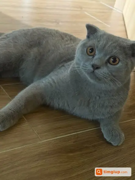 Mèo Aln Màu Xám Tên Đậu Bị Bắt Mất Tại Đôn Nhân, Sông Lô