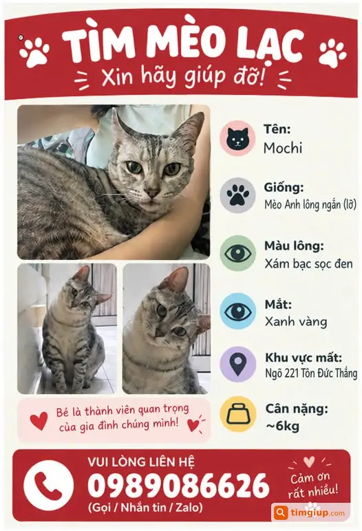 Mèo Anh Lông Ngắn Mochi Lạc Tại Ngõ 221 Tôn Đức Thắng