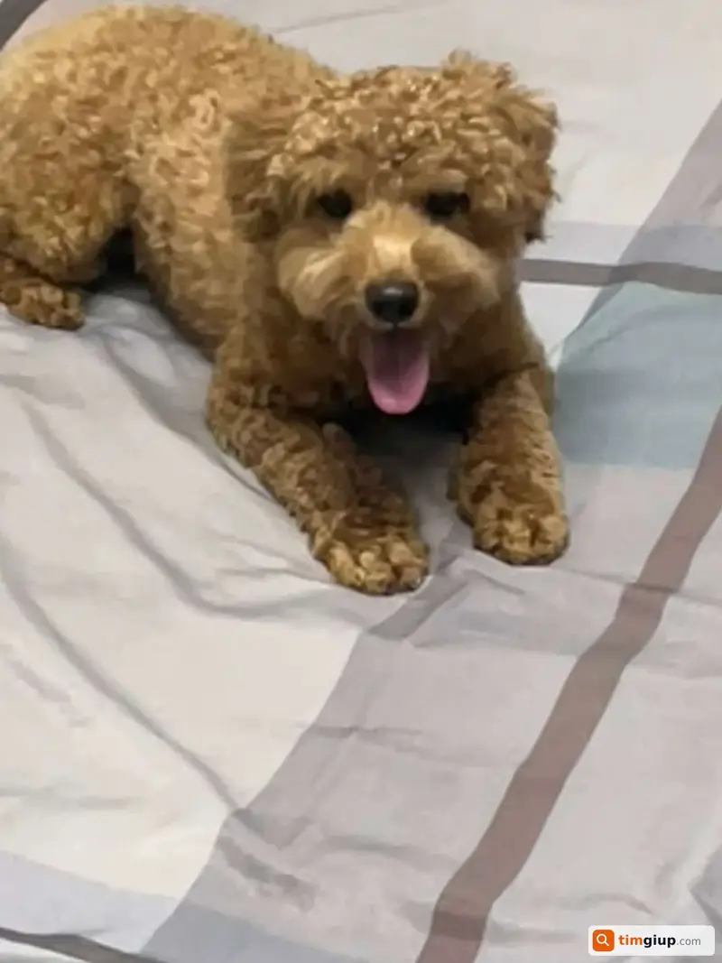 Tìm chó Poodle cái tên Bin thất lạc tại Quận 5, TP.HCM