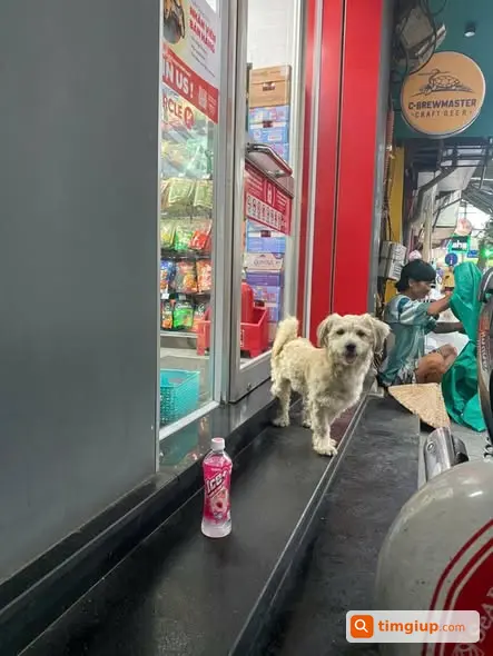 Chó Poodle Lai Thất Lạc Tại Green Pearl Minh Khai, Hà Nội