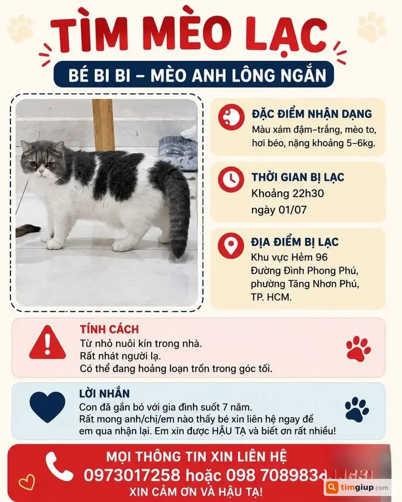 Tìm Mèo Anh Lông Ngắn Bi Bi Thất Lạc Tại Tăng Nhơn Phú, TP.HCM