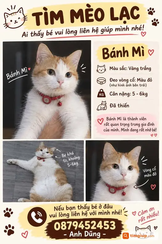 Mèo Vàng Trắng Bánh Mì Thất Lạc 3 Ngày Tại Quan Nhân, Hà Nội