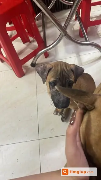 Tìm Chó Con Tên Bo 3 Tháng Tuổi Thất Lạc Tại Quận 3