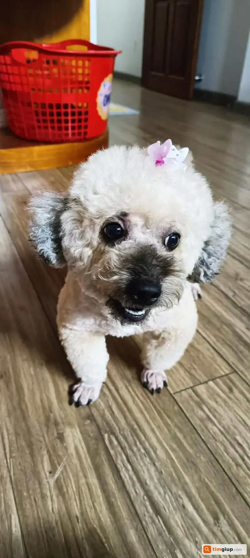Tìm chó Poodle tên Milo thất lạc tại quận Hoàng Mai, Hà Nội