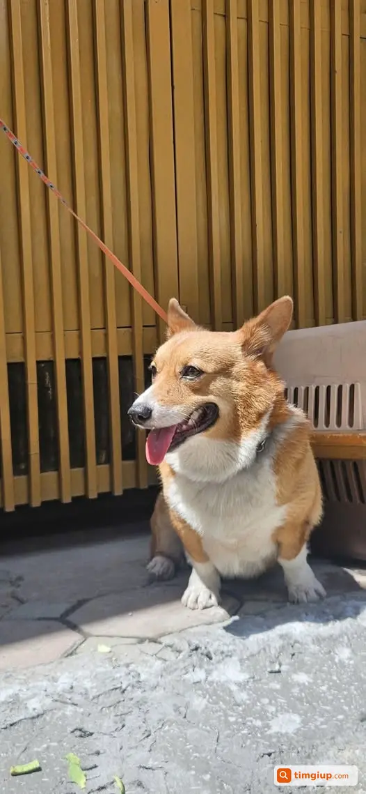 Chó Corgi Tên Cam Nặng 14kg Đi Lạc Tại Hồ Thành Công