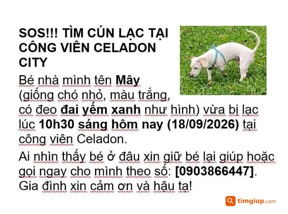 Cún Trắng Thất Lạc Tại Công Viên Celadon Tân Phú Ngày 18-09