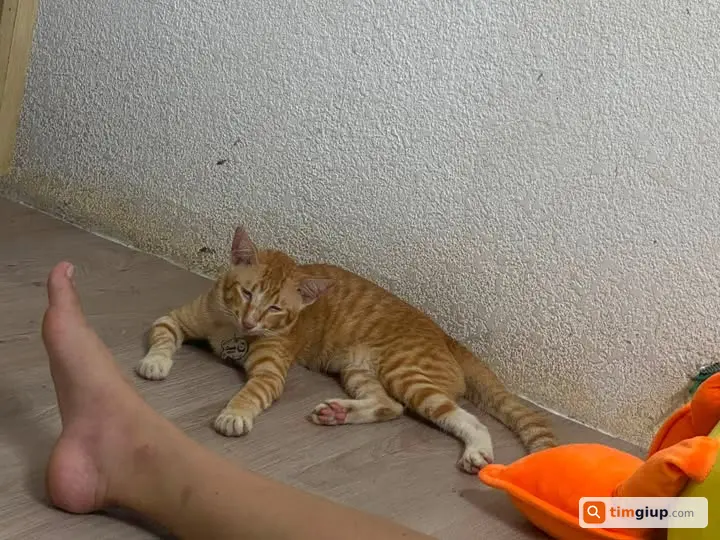 Tìm Người Hiến Máu Cho Mèo Bị Thương Tại Phú Nhuận