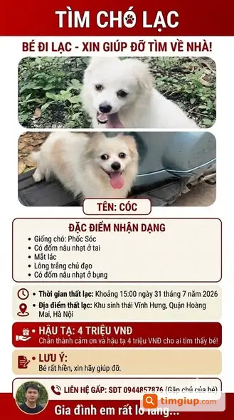 Chó Phốc Sóc Trắng Đốm Nâu Lạc Ở Vĩnh Hưng Hoàng Mai