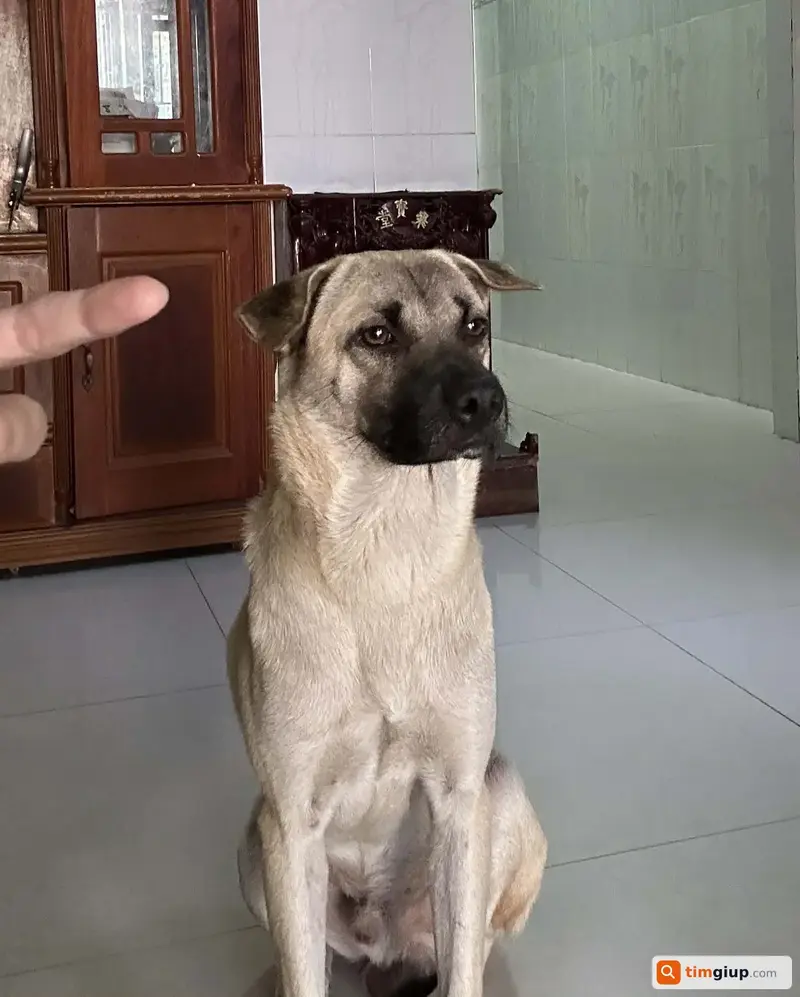 Tìm chó cỏ tên Xệ bị lạc tại huyện Củ Chi, TP.HCM