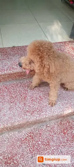 Poodle Nâu Đi Lạc Được Tìm Chủ Tại Trần Phú, Hà Đông