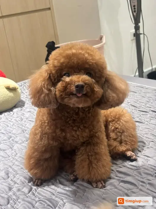 Tìm Chó Bơ Lông Nâu Nặng 5kg Thất Lạc Tại Hồ Vĩnh Hoàng