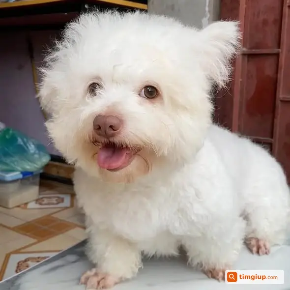 Cún Cái 9kg Lạc Tại Đê Mỹ Ả, Thanh Trì, Hà Nội