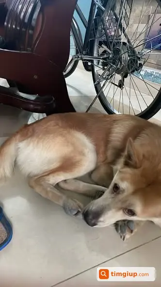 Chó Cỏ Đực Nặng 17kg Thất Lạc Tại An Dương Vương, Quận 8