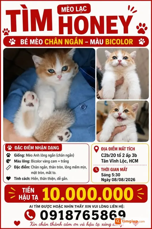 Tìm Mèo Honey Chân Ngắn Thất Lạc Tại Tân Vĩnh Lộc, HCM