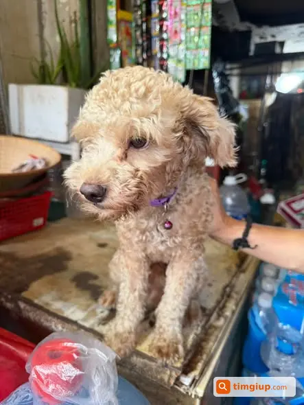 Poodle Đực Đi Lạc Đến Chung Cư Phú Mỹ Thuận, Nhà Bè