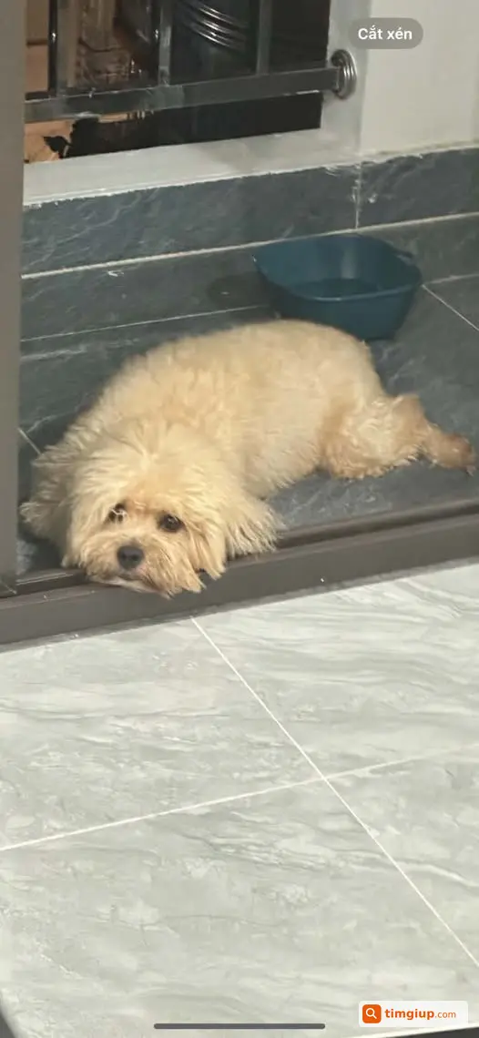 Chó Bi 3 Tuổi Đi Lạc Khu Tú Mỡ, Trung Hòa, Yên Hòa