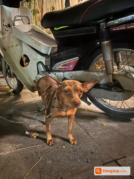 Tìm Chó Bốp Bị Mất Trộm Tại Vườn Hoa Lý Tự Trọng, Hà Nội