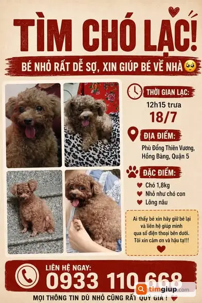 Tìm Chó Poodle Lông Nâu Tên Dâu Lạc Tại Quận 5, TP.HCM
