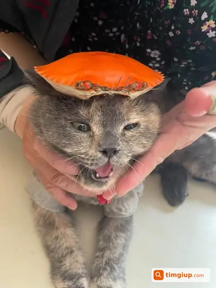 Ảnh 2