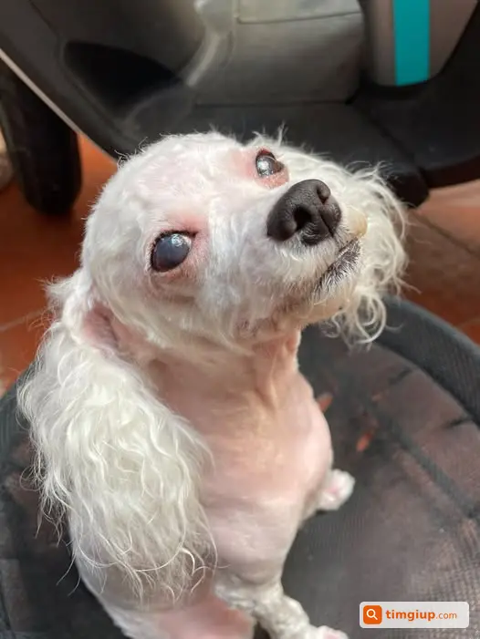 Poodle Trắng 4kg Lông Cạo Sát Da Thất Lạc Ở Hoàng Cầu