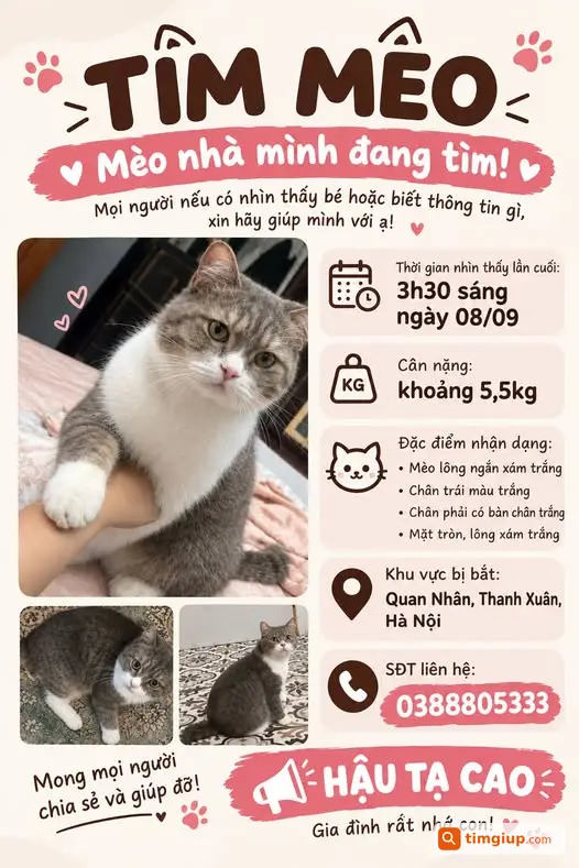 Mèo Lông Ngắn Xám Trắng Thất Lạc Tại Quan Nhân, Hà Nội