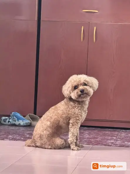Chó Milo Lông Nâu Sáng Thất Lạc Ở Hoàng Quốc Việt, Hà Nội