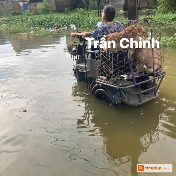 Xin Hỗ Trợ Mua Gạo Để Chăm Sóc Chó Mèo Sau Lũ Lụt