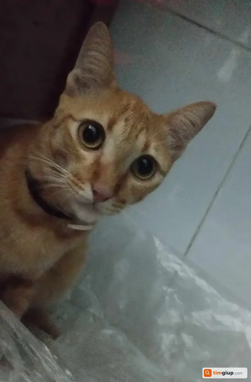 Ảnh 5
