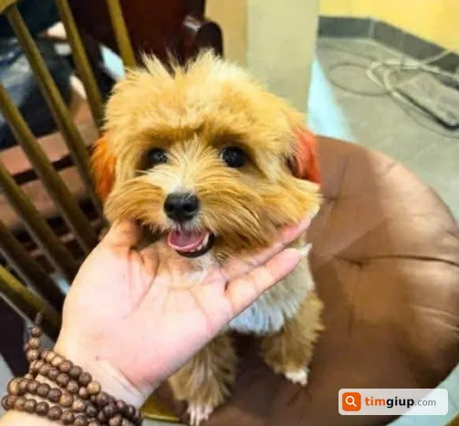 Tìm bé chó Poodle lông nâu, tai và đuôi màu cam lạc tại Ba Đình, Hà Nội