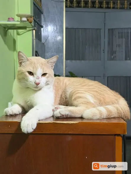 Tìm Mèo Thất Lạc Mèo Ta Lai Đực 1 Tuổi Có Sẹo Tại Hạnh Thông, TP.HCM