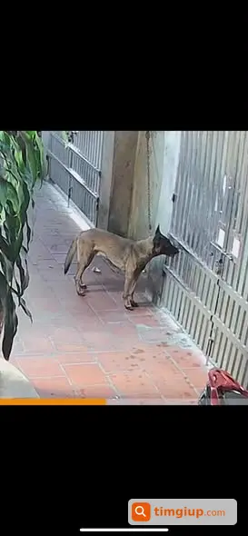 Chó Béc Bỉ Đực Gần 30kg Thất Lạc Tại Di Trạch, Hoài Đức