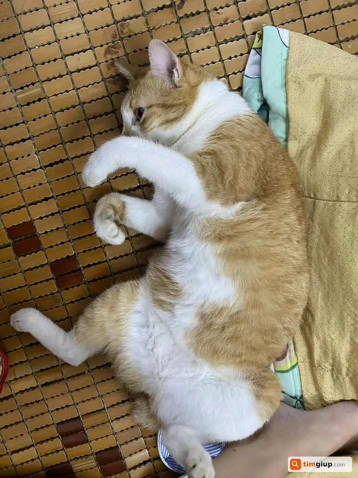 Ảnh 4