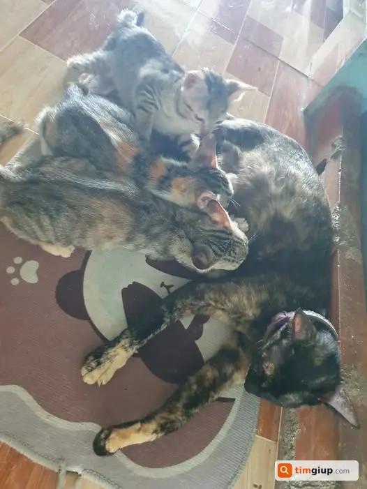 Tìm Chủ Mới Yêu Thương Thú Cưng Tại Khu Vực TP.HCM