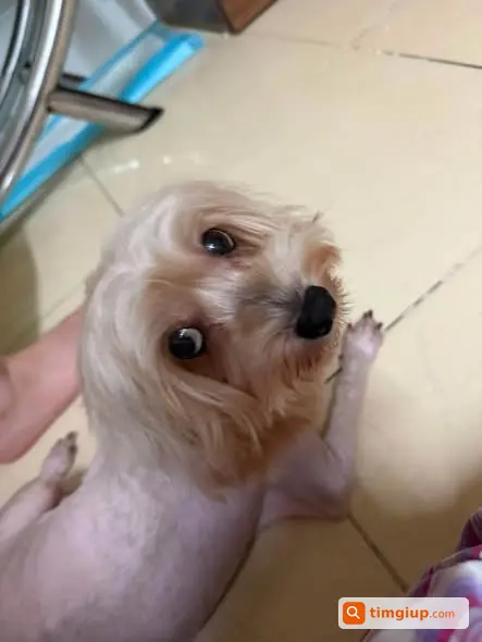Chó Poodle Lai Thất Lạc Gần Nhà Thờ Lớn, Hoàn Kiếm