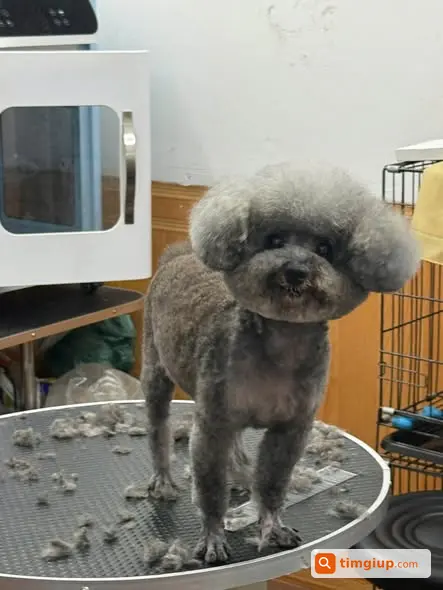 Tiny Poodle 15 Tuổi Thất Lạc Gần 187 Giáp Nhất, Hà Nội