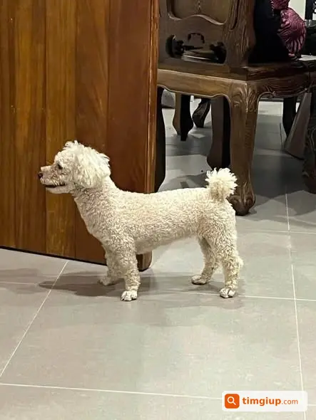 Tìm Chó Cái Thất Lạc Hơn 1 Ngày Tại Bờ Tây Sông Nhuệ