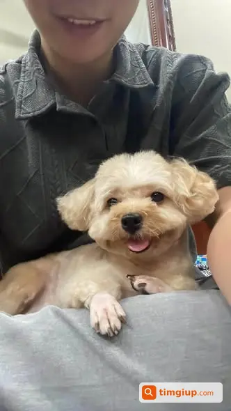 Chó Poodle Nâu Tên Sữa Thất Lạc Tại Công Viên Thống Nhất