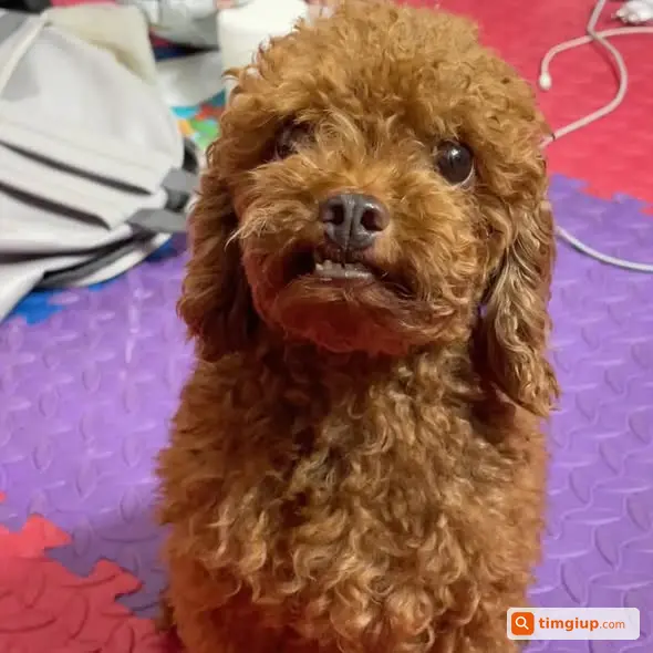 Poodle Đực Tên Nâu Thất Lạc Khu Vực Âu Cơ, Hà Nội