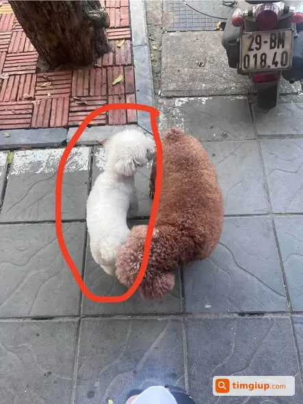Tìm Chó Poodle Trắng Tên Mía Thất Lạc Tại Thụy Khuê, Tây Hồ
