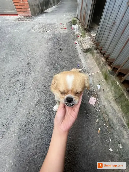 Tìm Chó Đực Thất Lạc Tại Khu Vực Trích Sài Lúc 12h Đêm