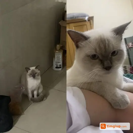 Mèo Xiêm Lai Anh Lông Ngắn Thất Lạc Đường Lê Văn Thọ