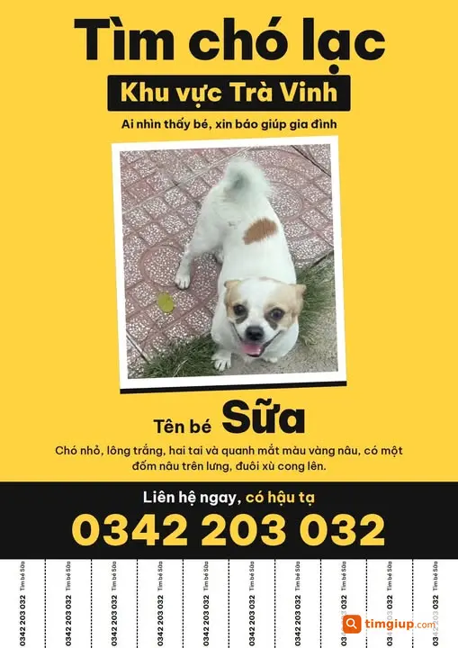 Chó Sữa Lông Trắng Tai Vàng Nâu Thất Lạc Tại Trà Vinh